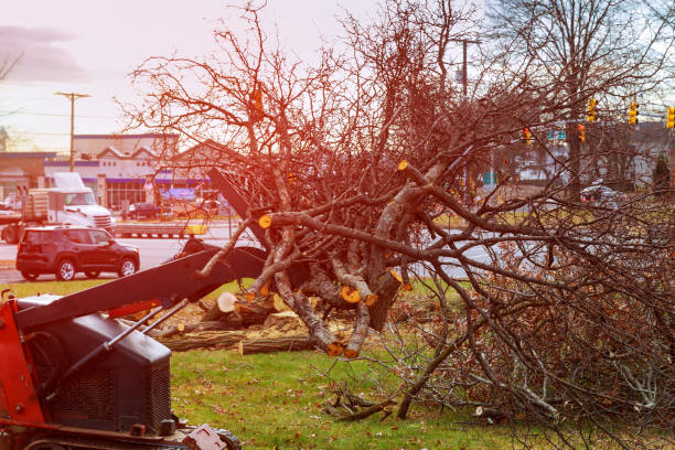 Trusted La Grange, NC Tree Care Experts