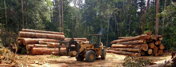 How Our Tree Care Process Works  in  La Grange, NC